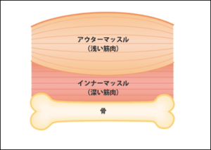 ジムで使うアウターマッスルとピラティスで使うインナーマッスルの図解