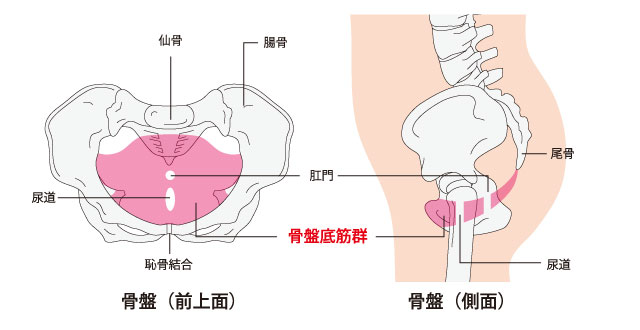 骨盤底筋群の位置画像